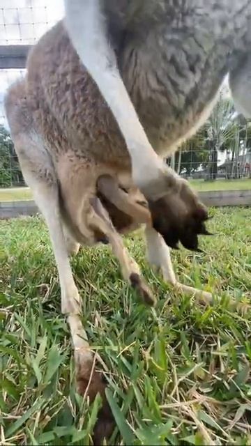 #viral #cutee #shortsvideo #intersting (4)