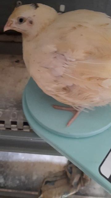 вес наших перепелов в 25 дней