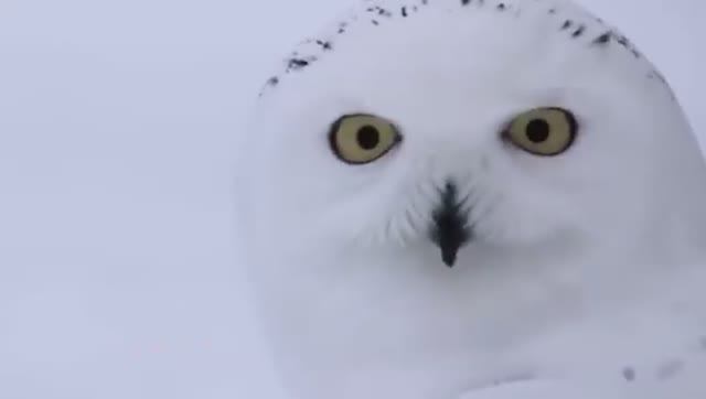 Белая сова - эксперт бесшумной охоты! Интересные факты о полярной сове. смотреть онлайн