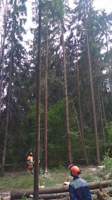 ДИКИЙ ВАЛЬЩИК продолжение Felling The Forest Woodcutter Wood Solid