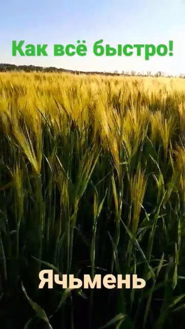 Ячьмень в колосе! Вот и весна кончается... #пчеловодство #травы #пчелы #природа #ячьмень смотреть онлайн