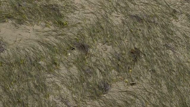 Cet oiseau parcourt 6000 km 2 fois par an !! смотреть онлайн