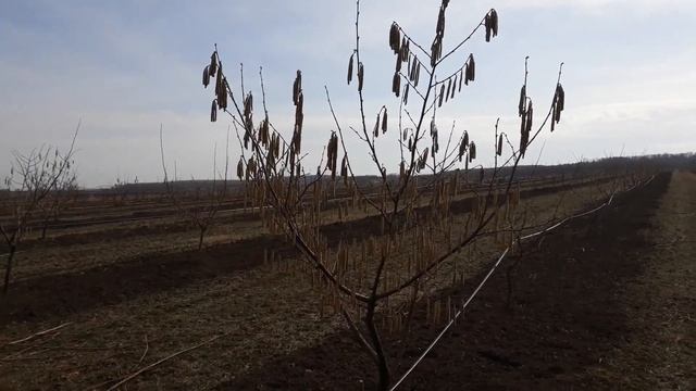 Наш сад фундука 08 03 2019 смотреть онлайн