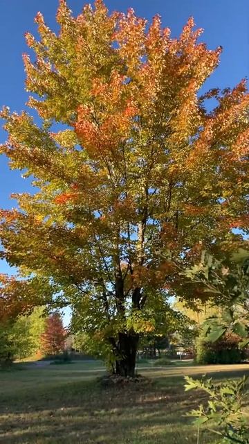 Time to dig up random potatoes in my baby oak tree garden + my favourite maple tree on “fire” смотреть онлайн