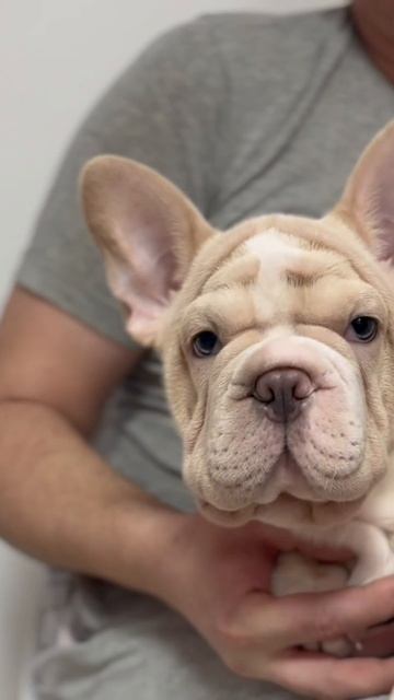 БИГ РОП НОВАЯ ПОРОДА (Шар-Пей + Французский Бульдог ) ✅ В РФ / РБ пока еще немного