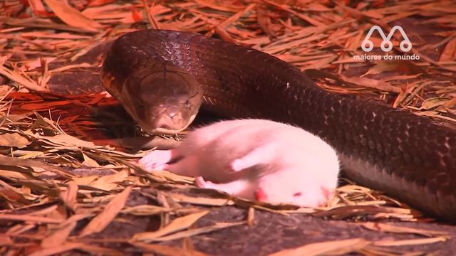 QUANDO A COBRA ENCONTRA O MANGUSTO смотреть онлайн