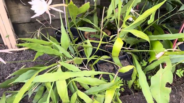 Epiphyllum Pumilum - A Cascading & Night Flowering Orchid Cactus Is  In Our Garden. See Description