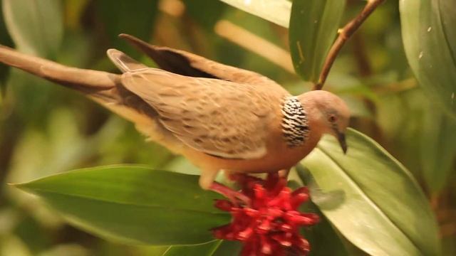 A cute bird (Pigeon?) eats from a juicy flower смотреть онлайн