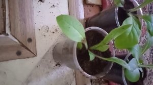 второй раз пикирую душистый табак