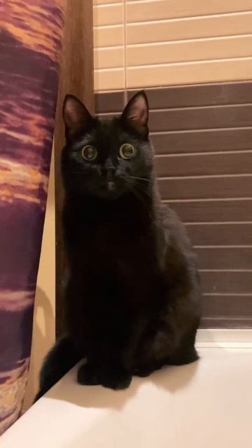 #cat #кошки #видео #животные #домашниеживотные #питомцы смотреть онлайн