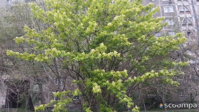 Карантин в Аксае 2. Алма-Ата, 14.04.20 смотреть онлайн