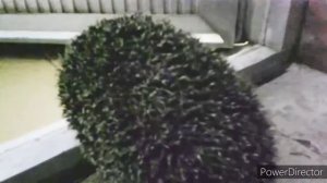 Ёж пришёл 🐾🦔