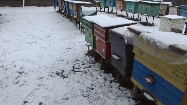 Пчелиный ЖОР!!! Едят как не в себя.