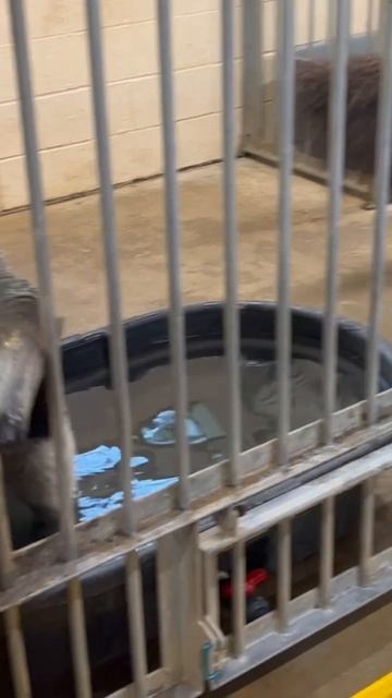 Meet the anteaters