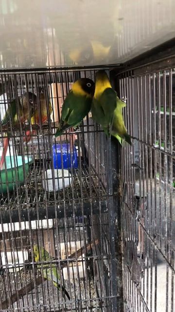 Black mask pairs going to new home 🏡 @Birdzone смотреть онлайн