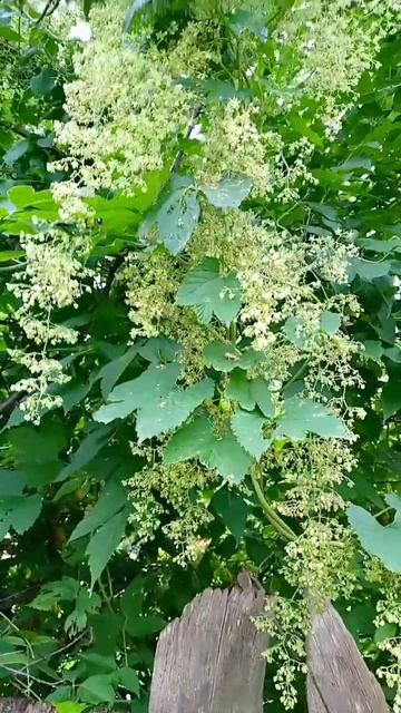 Как цветёт хмель. #цветы