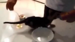 Смешные кошки ,№ 5 подборка видео