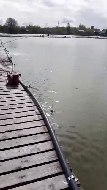 Три Пескаря 2024 05 11 At 10 00 36 #fishing #carpfishing #carp