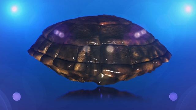 Turntable Turtle Shell 3D Mudbox смотреть онлайн