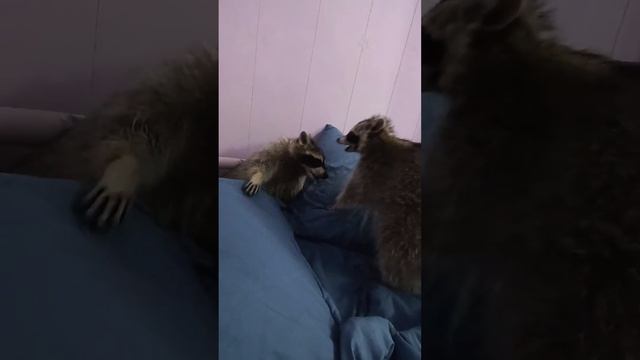 #ямыилюша #енотики #raccoon #помощьбездомнымживотным