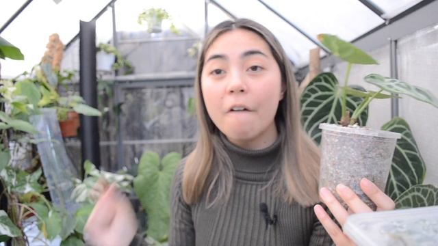 Mineral Aeration Blend MAB Grow 1 Month Update | Dr Greenthumbs | Sam's Greenhouse смотреть онлайн