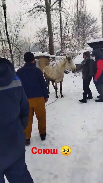 лошадь смотреть онлайн
