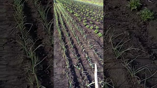 (№45) Дружбу делем на три части, результат отличный. смотреть онлайн
