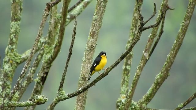 Détente et Relaxation, Oiseau Coloré, Musique douce смотреть онлайн
