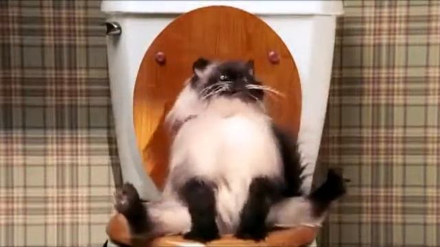 Кот срёт и пердит на унитазе. смотреть онлайн