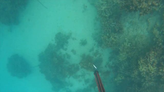 BARRACUDA Catch N' Cook : Toau, Mu, Pualu, And Kaku Spearfishing Hawaii   4K