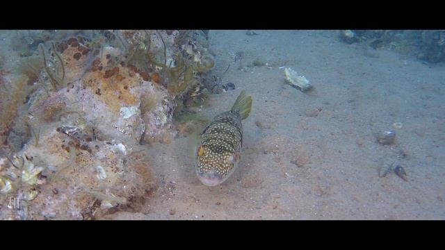 水中ドローン！フグとお散歩！FIFISH V6 смотреть онлайн