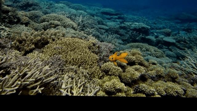 Fish Modelling 3D MAX смотреть онлайн