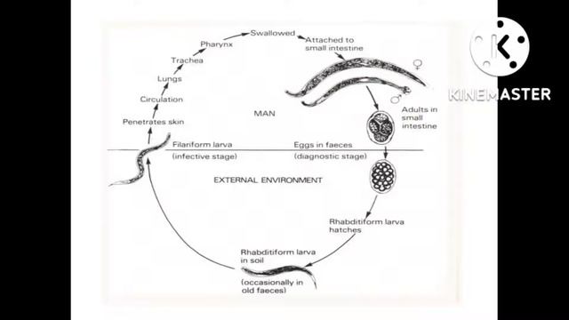 Ancylostoma II Necator Americanus II Ancylostoma duodenale II Life cycle of Hook Worm II Hookworm смотреть онлайн
