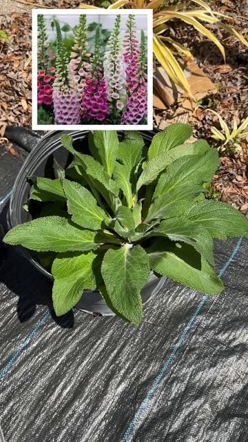 Foxgloves medicinal plant (be careful with this one) смотреть онлайн