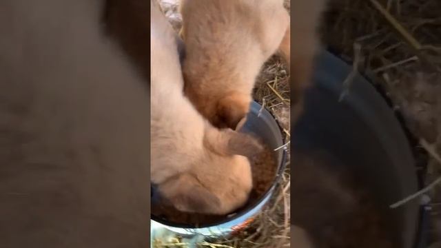 Придумываем имена смотреть онлайн