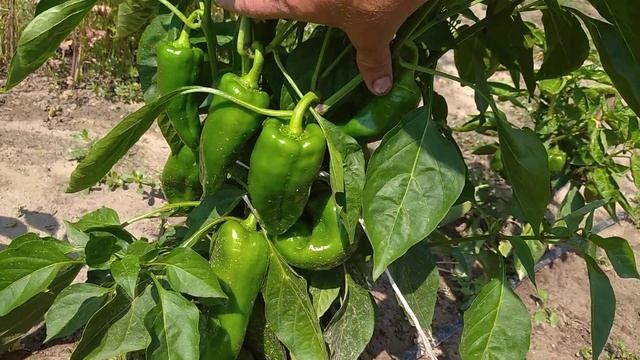 ЛУЧШИЙ СЛАДКИЙ ПЕРЕЦ🌶️🌶️🌶️ смотреть онлайн