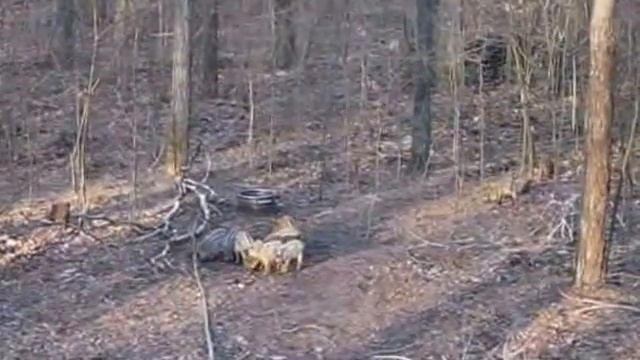 Лесная Банда