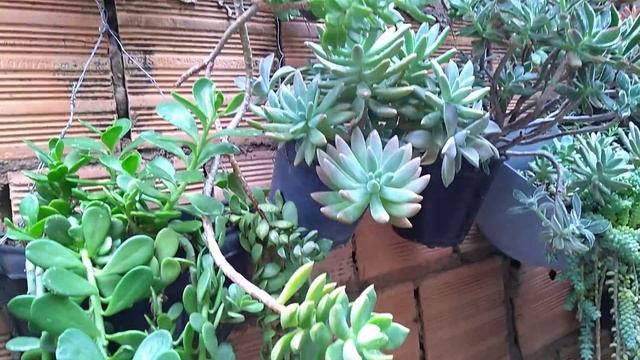 #suculentas no muro como estão.... смотреть онлайн