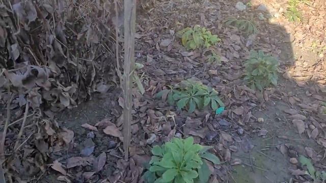 🍁ВНЕСЕЗОННЫЕ РАБОТЫ на участке🌱🌱 3 января 2023 г. смотреть онлайн