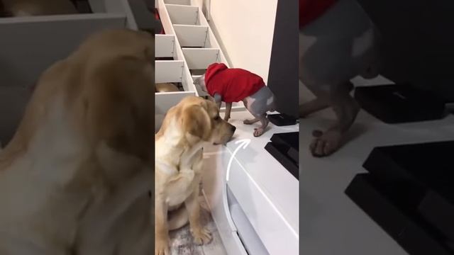 Лучшие видео с Дэни и Мэни ❤️🔥 Топ-20.