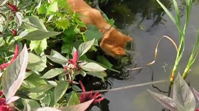 Сибочки ловят лягушку Юкаси