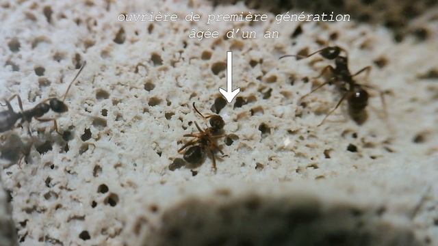 Emménagement dans un appart' de 0,01m² pour ces Formica cunicularia смотреть онлайн