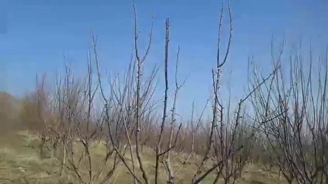 Дарахтга шакл бериш смотреть онлайн