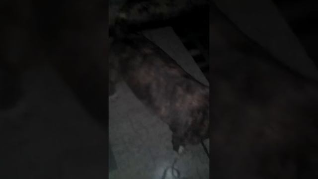 Играю со своей собакой смотреть онлайн