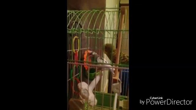 У кешы первая любовь