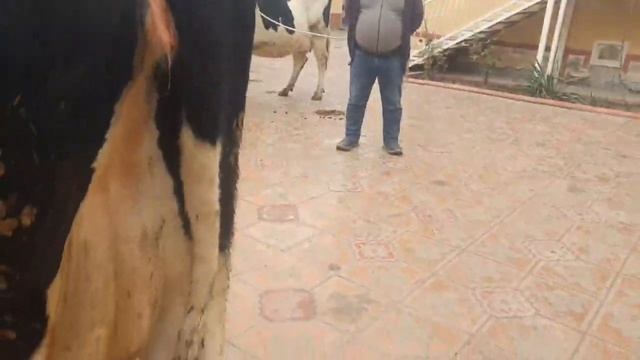 Rossiyki,Simmental, Golishteyn Sigirlar смотреть онлайн