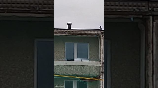 как наши голуби, ночующие на балконе, готовятся к морозной ночи. прошлой было -7, им не позавидоват смотреть онлайн