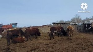 Жизнь в селе#Казахстан#Будни в селе.