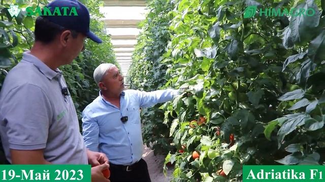 РОМИТАНЛИК ТАЖРИБАЛИ КЎЧАТЧИДАН АДРИАТИКА F1 ЕТИШТИРИШ БЎЙИЧА АГРОТЕХНИК ТАВСИЯЛАР. Adriatika F1 смотреть онлайн