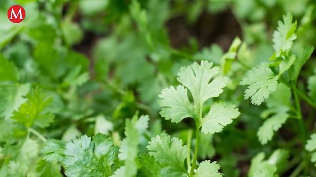 ¡No te volverán a regañar! Cómo hacer para distinguir el cilantro del perejil смотреть онлайн